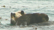 PICTURES/Morro Bay - Otters & Surf/t_Otters26.JPG